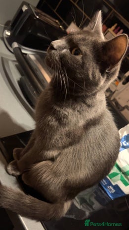 Mixed Breed cats 4 beautiful female kittens avaliable - Advert 1