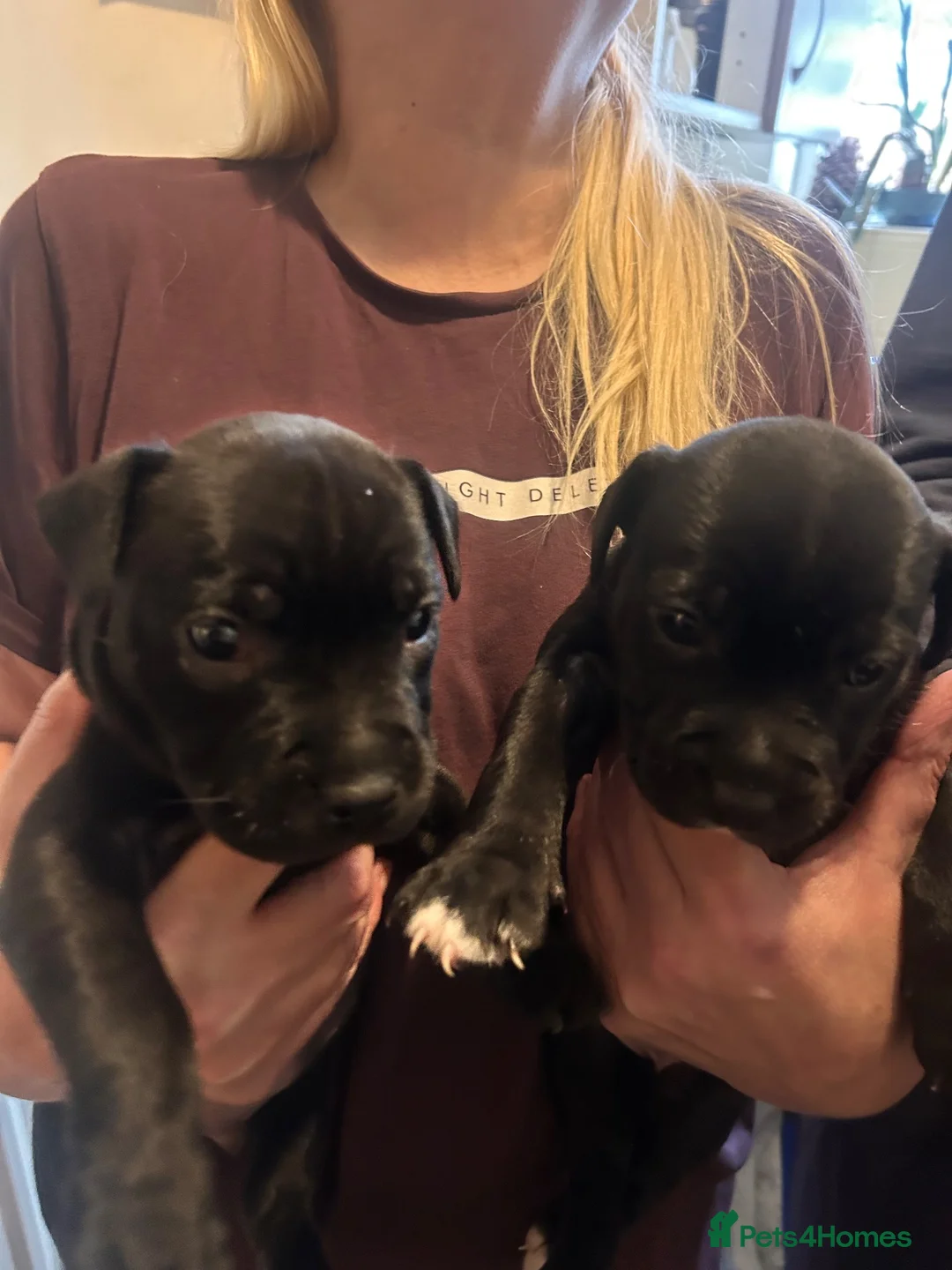 Staffordshire Bull Terrier dogs for sale: Staffy pups - Advert 6