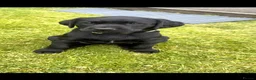 Labrador Retriever dogs for sale: Black Labrador girl in Airdrie - Advert 1