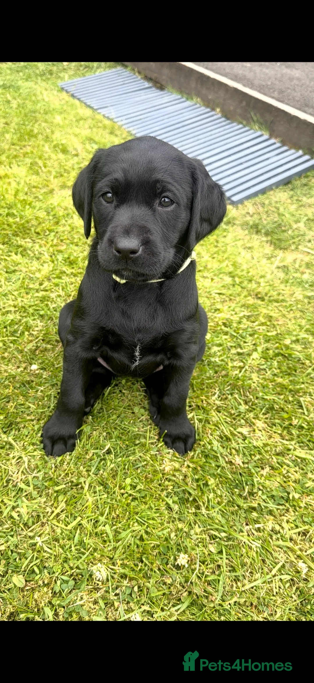 Labrador Retriever dogs for sale: Black Labrador girl in Airdrie - Advert 1