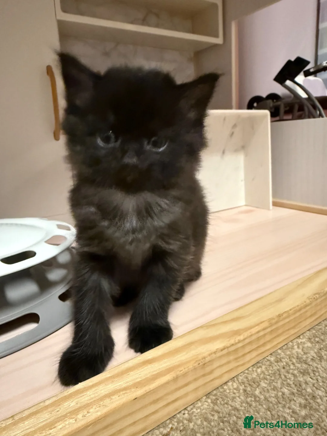Mixed Breed cats for sale: Adorable Kittens Looking for Their Forever Homes - Advert 2