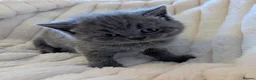 British Shorthair cats for sale: ❤️❤️Stunning GCCF Beautiful BSH kittens ❤️❤️  - Advert 30