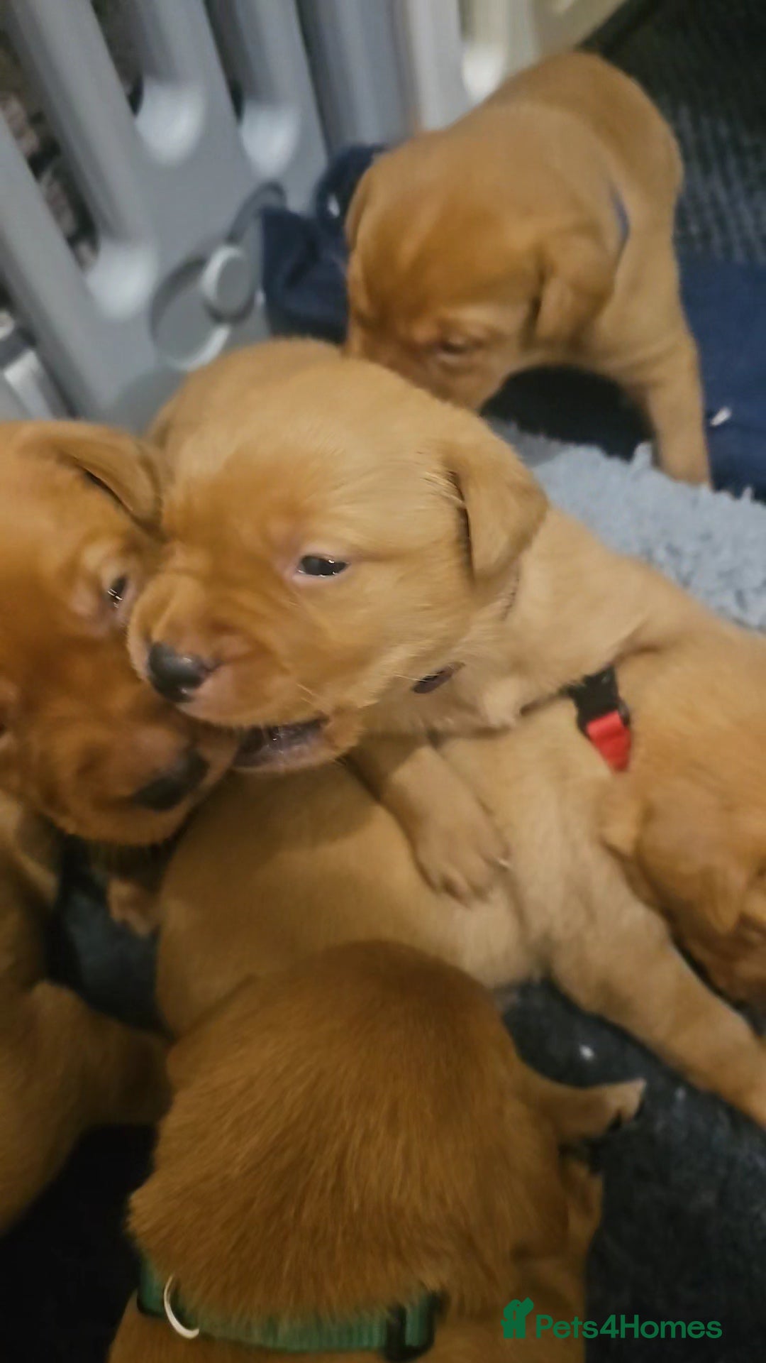 Labrador Retriever dogs for sale: KC Fox Red Labrador Puppys - Advert 18