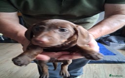 Miniature Dachshund dogs for sale: ..Miniature dachshunds 1 Girl 1BOY READY TO LEAVE  in Ellesmere Port - Image 21