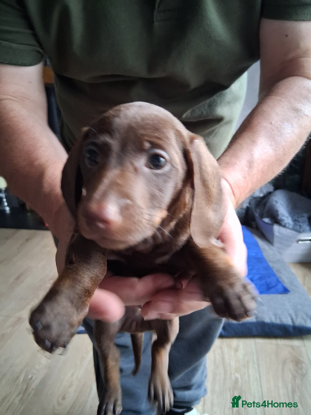Miniature Dachshund dogs for sale: ..Miniature dachshunds 1 Girl 1BOY READY TO LEAVE  in Ellesmere Port - Image 21