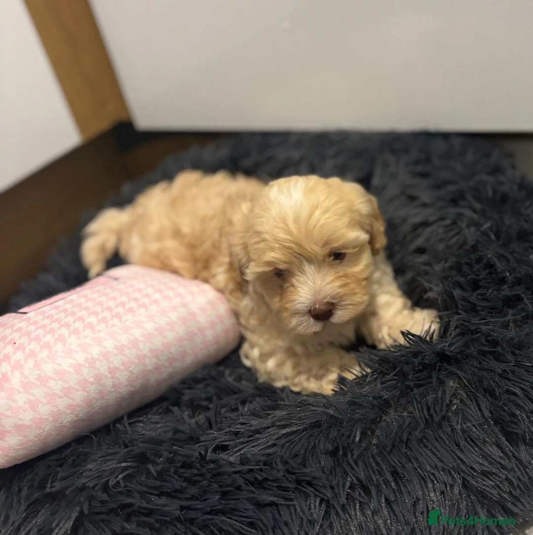 Maltipoo dogs for sale: Maltipoo boys available  - Advert 3