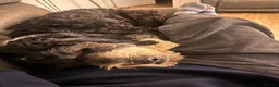 Bernedoodle dogs for sale: 2 yr old Bernedoodle- Male  - Advert 26
