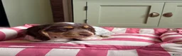 Sprocker dogs for sale: REHOME Cocker/ Springer spaniel girl (5 months) - Advert 3