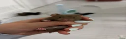 Hamster rodents for sale: Syrian Hamster Pups Babies Black Brown  - Advert 15