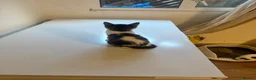 Mixed Breed cats for sale: 9 Adorable Mixed-Breed Kittens for Sale – £90  - Advert 4