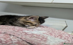 British Shorthair cats for sale: BEAUTIFUL TABBY KITTENS FOR SALE  - Advert 19