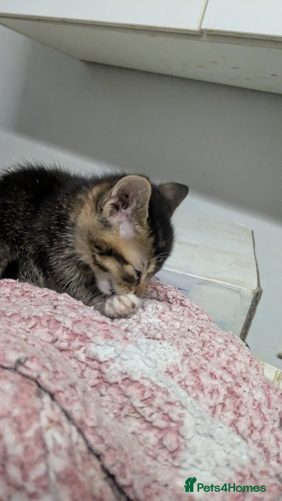 British Shorthair cats for sale: BEAUTIFUL TABBY KITTENS FOR SALE  - Advert 19