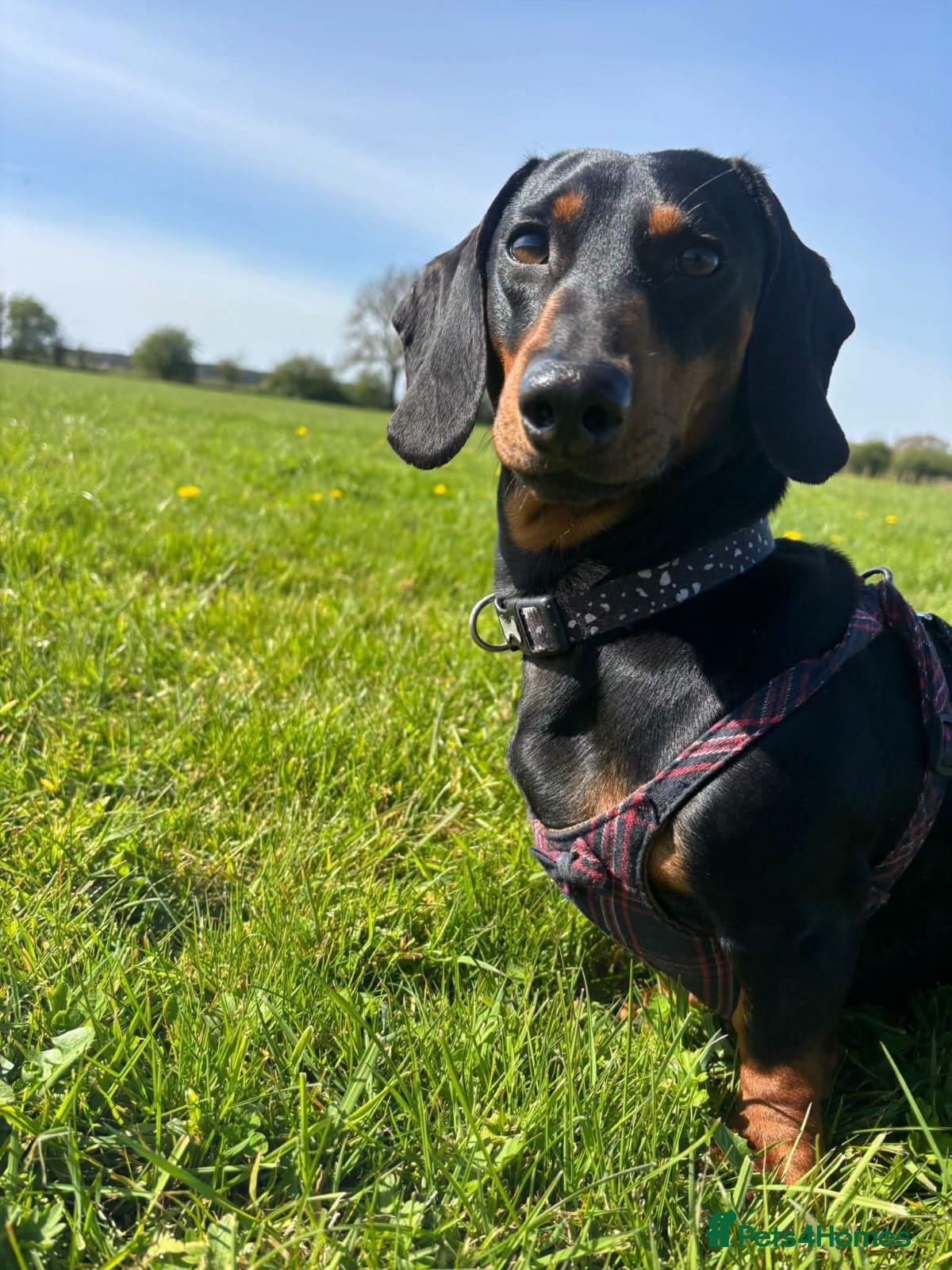 Mixed Breed dogs 💙🐶 FRANKIE – 3 yo handsome  Dachshund boy - Advert 1