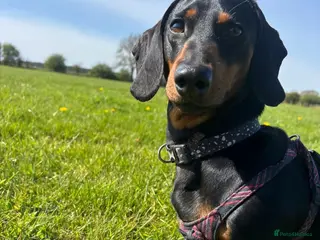 Mixed Breed dogs 💙🐶 FRANKIE – 3 yo handsome Dachshund boy - Advert 1