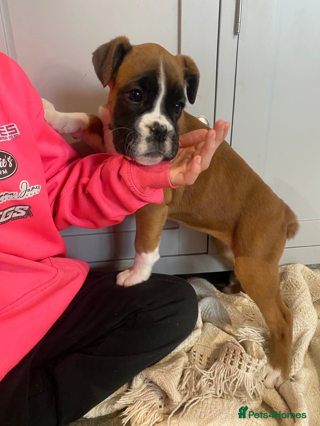 Boxer dogs for sale: 🌟 Beautiful Boxer Puppies for Sale 🌟 - Advert 1