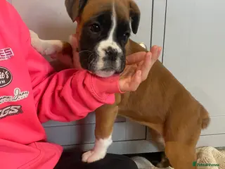 Boxer dogs 🌟 Beautiful Boxer Puppies for Sale 🌟 - Advert 2