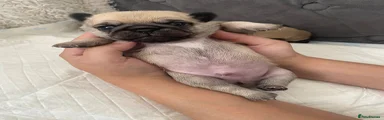 Pug 2