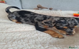 Chipoo dogs for sale: 4  Stunning chipoo puppies  - Image 26