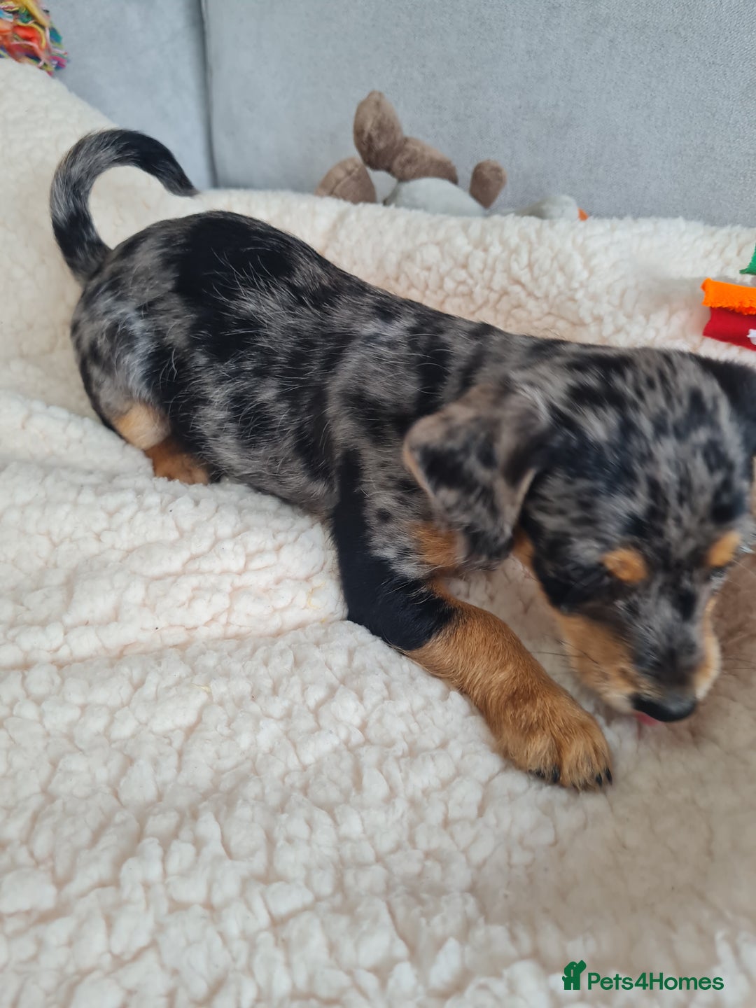 Chipoo dogs for sale: 4  Stunning chipoo puppies  - Image 26