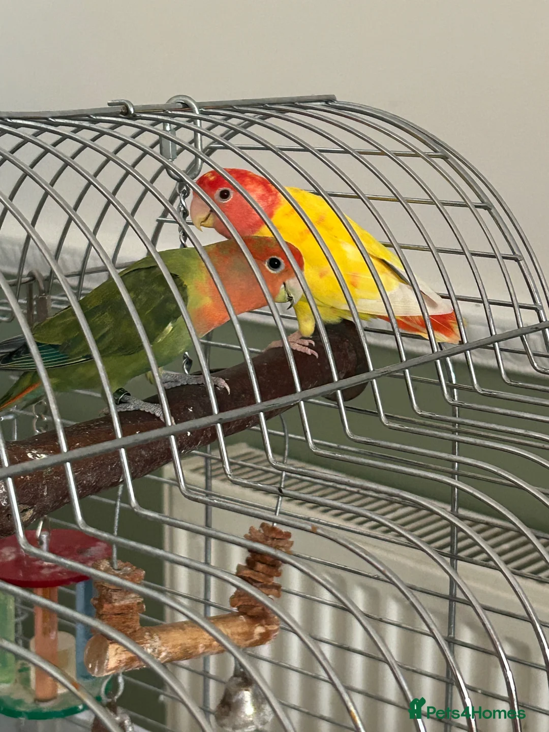 Lovebirds birds for sale: Pair of bonded Lovebirds - Advert 4