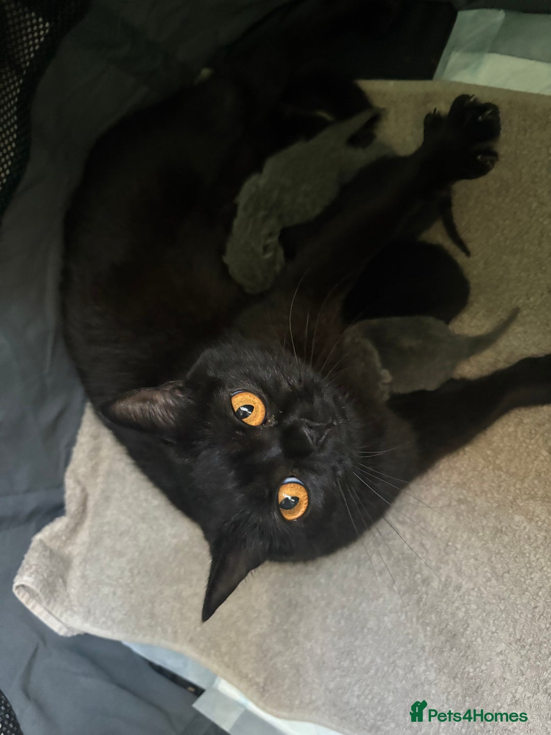 British Shorthair cats for sale: Last fluffy black BSH kitten!!  - Advert 4