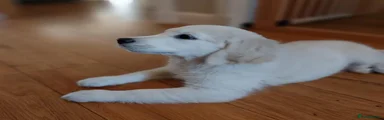 Alba