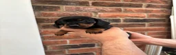Miniature Dachshund dogs for sale: Beautiful KC true to breed miniature dachshunds   - Advert 6