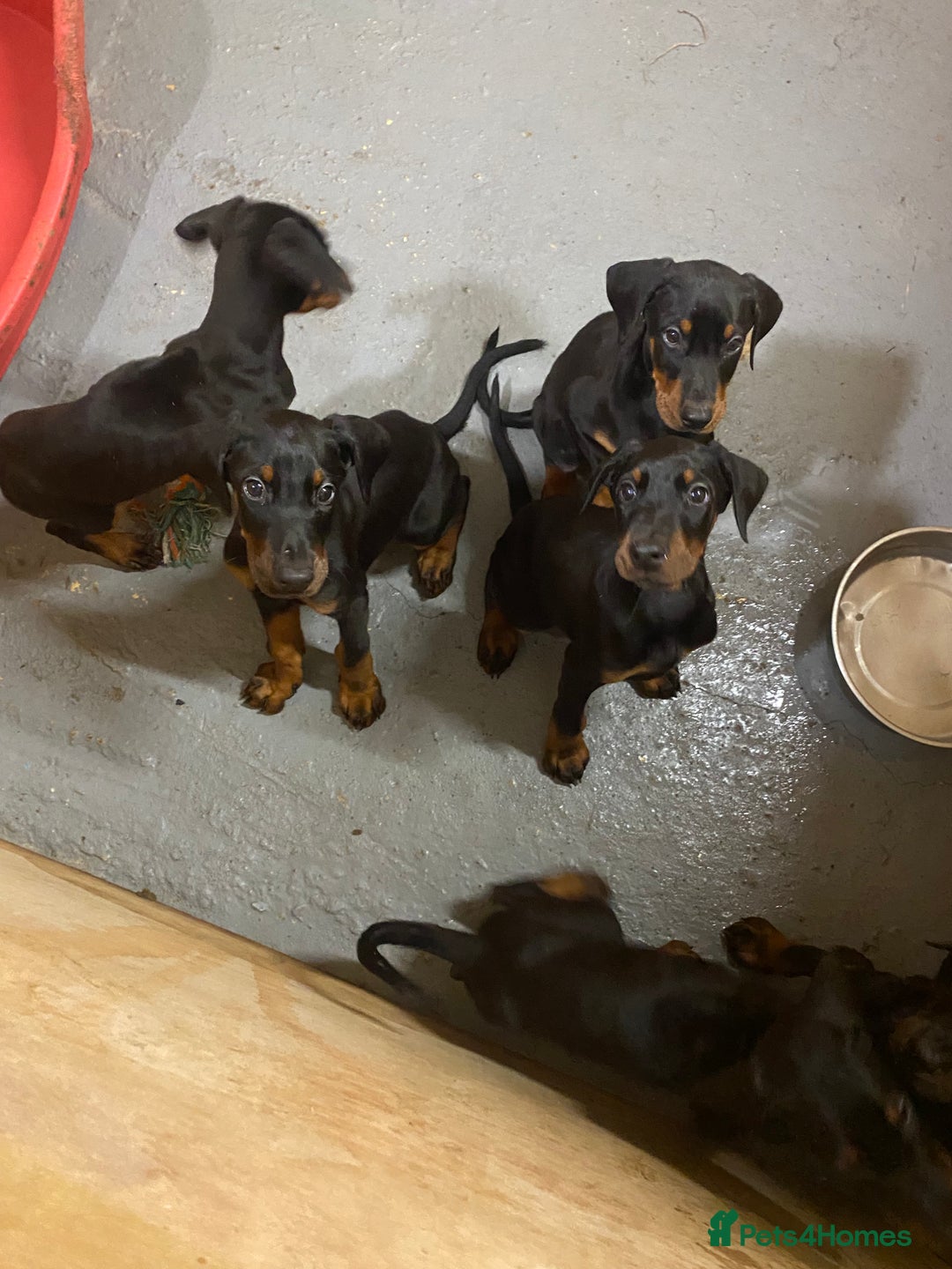Dobermann dogs for sale: Doberman Puppies - Image 9