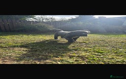 Cane Corso dogs for sale: Cane corso puppies looking for their forever homes - Image 25