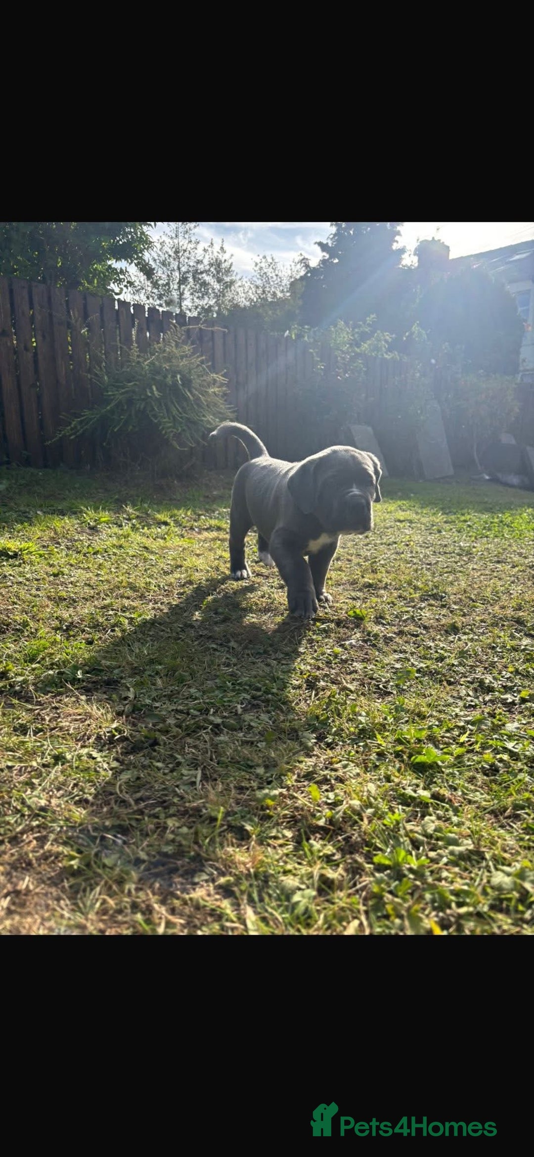 Cane Corso dogs for sale: Cane corso puppies looking for their forever homes - Image 25
