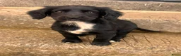 Mixed Breed dogs for sale: Cross breed in Gateshead - Advert 5