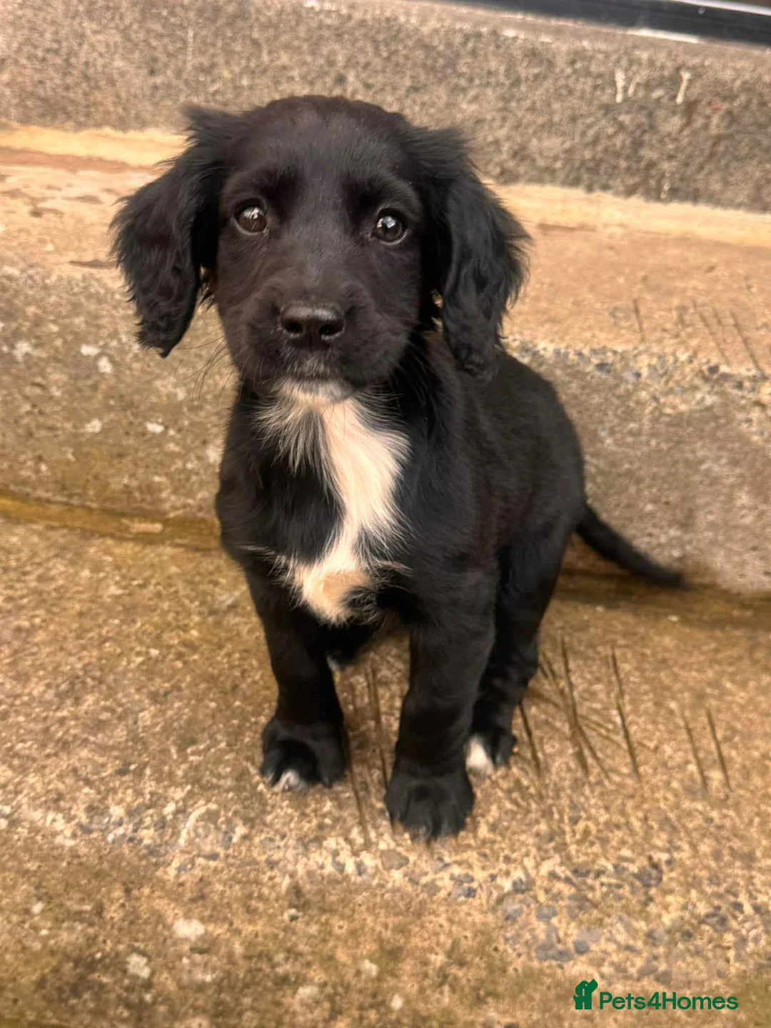 Mixed Breed dogs for sale: Cross breed in Gateshead - Advert 5