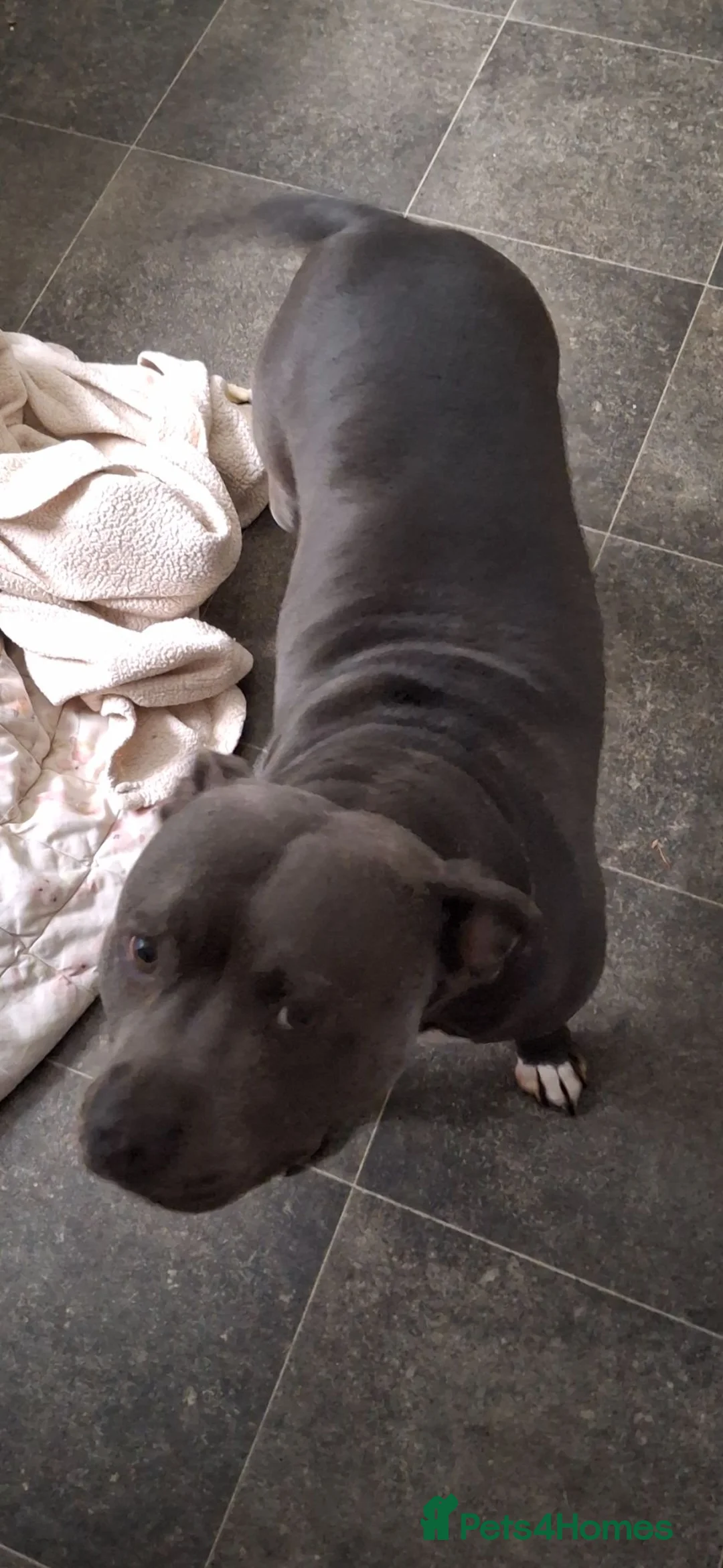 Staffordshire Bull Terrier dogs for stud: Wanted: Staffordshire bull terrier stud dog  in Bathgate - Advert 5