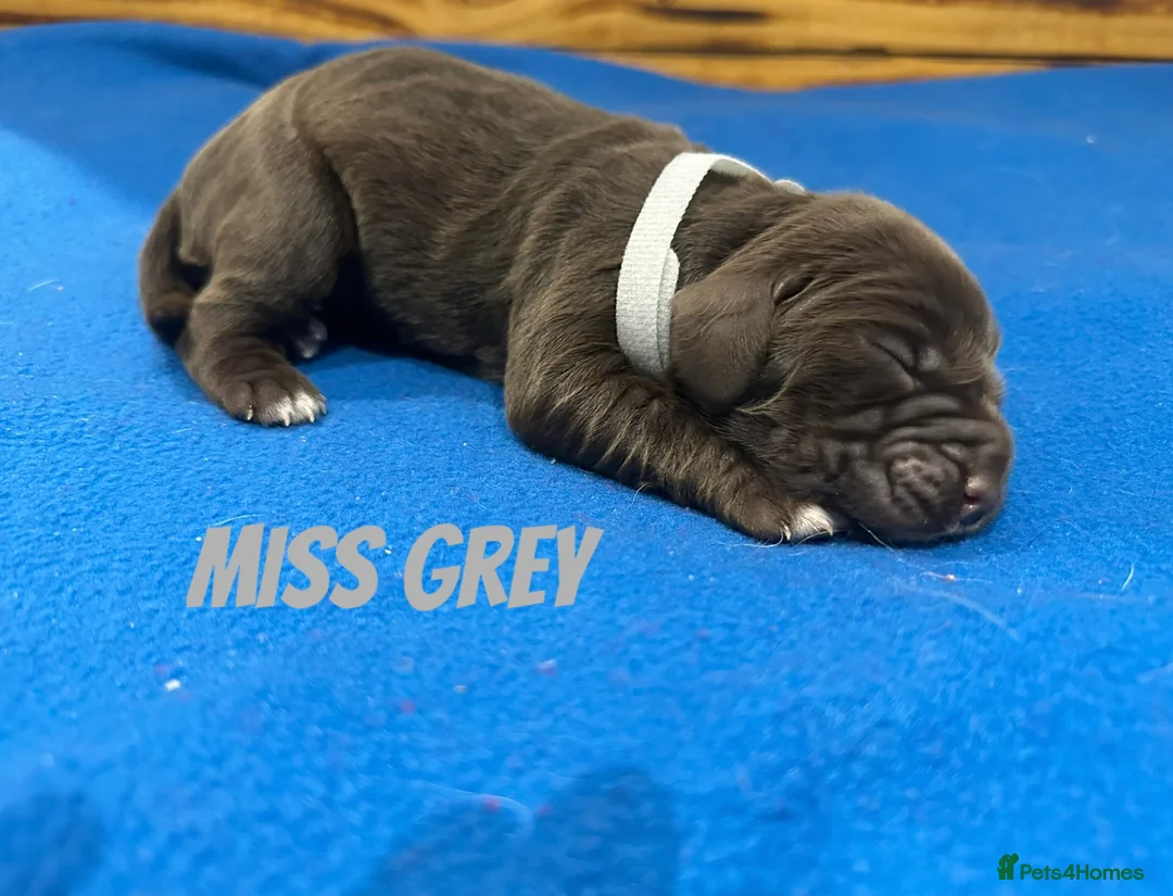 Sprocker dogs for sale: Fully Health Tested Sprocker Puppies  - Advert 8