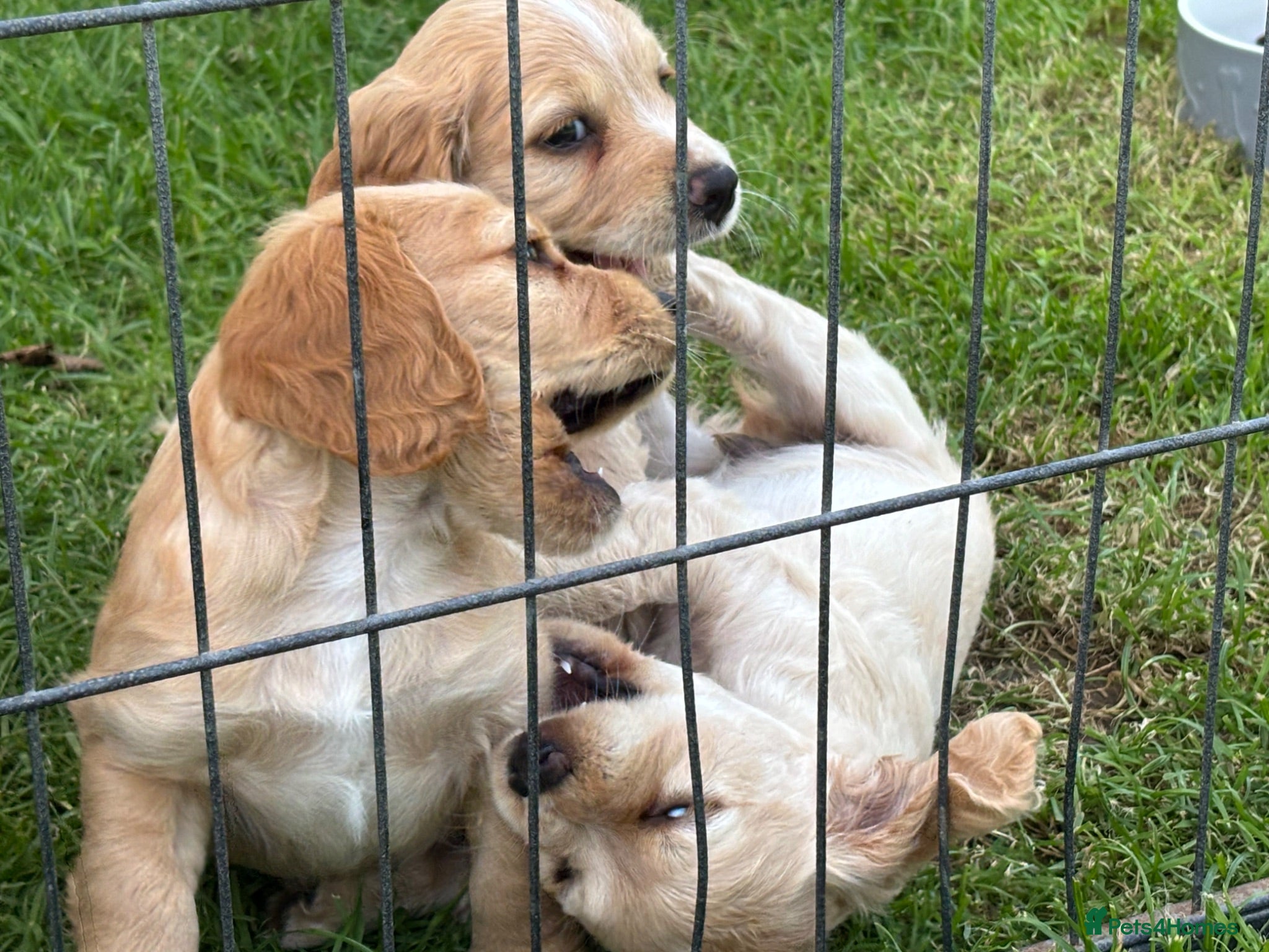 Cocker Spaniel dogs WC Spaniels  - Advert 2
