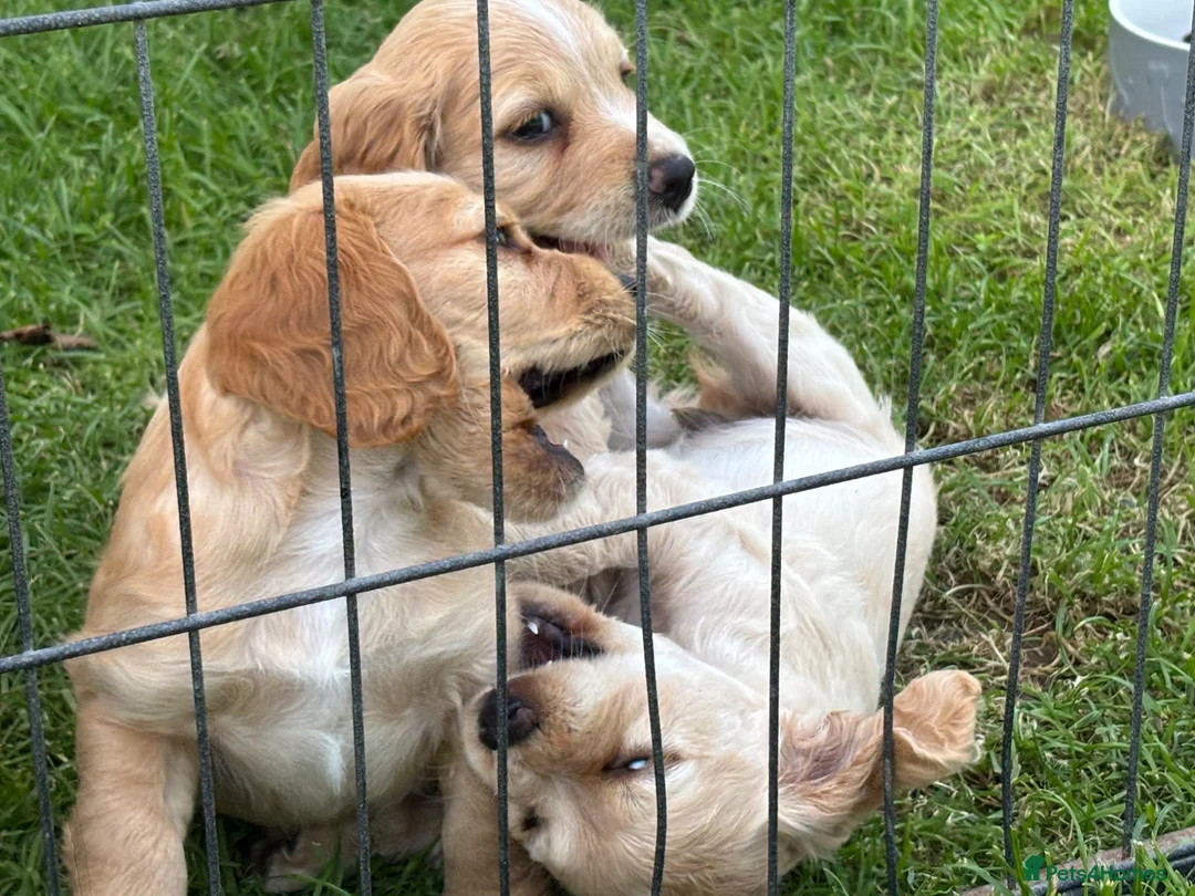 Cocker Spaniel dogs for sale: WC Spaniels  - Advert 2