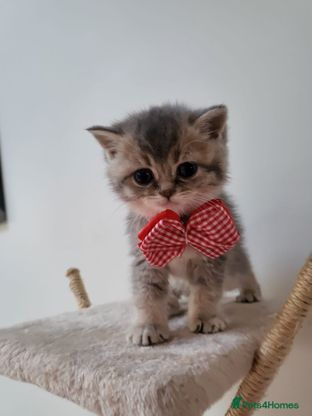 British Shorthair cats for sale:  **  **  **  ** BRITISH SHORTLY **  **  **  **   - Advert 27