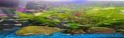 Other/Mixed Breed fish for sale: Guppies in Liverpool - Advert 5
