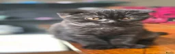 Scottish Fold cats for sale: Scottish Fold Kittens  - Advert 10