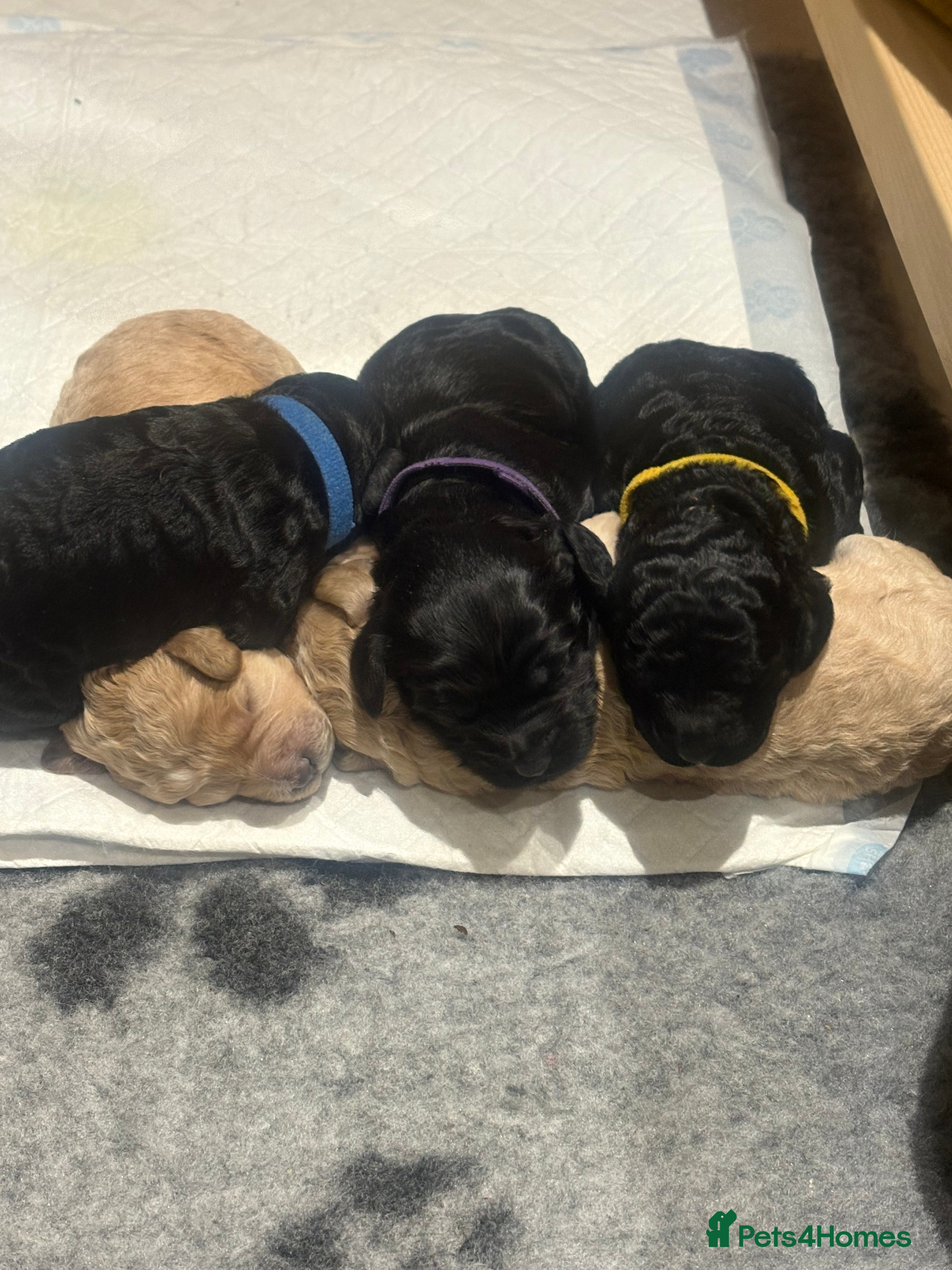 Cockapoo dogs Adorable 3 week old Cockapoo Puppies!!  - Advert 2