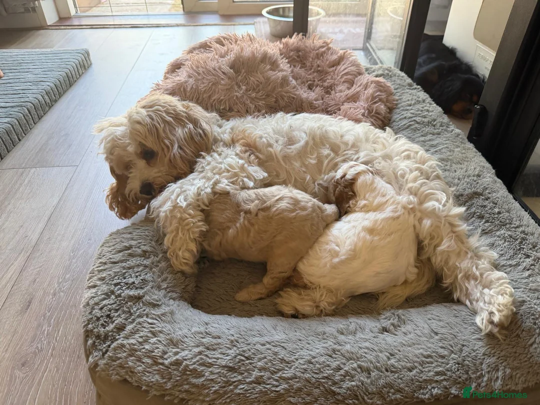 Cavapoo dogs for sale: White Cavapoo  in Bournemouth - Advert 2