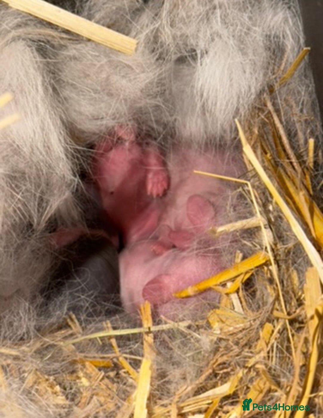 Mini Lop rabbits for sale: Pure mini lop  - Advert 7