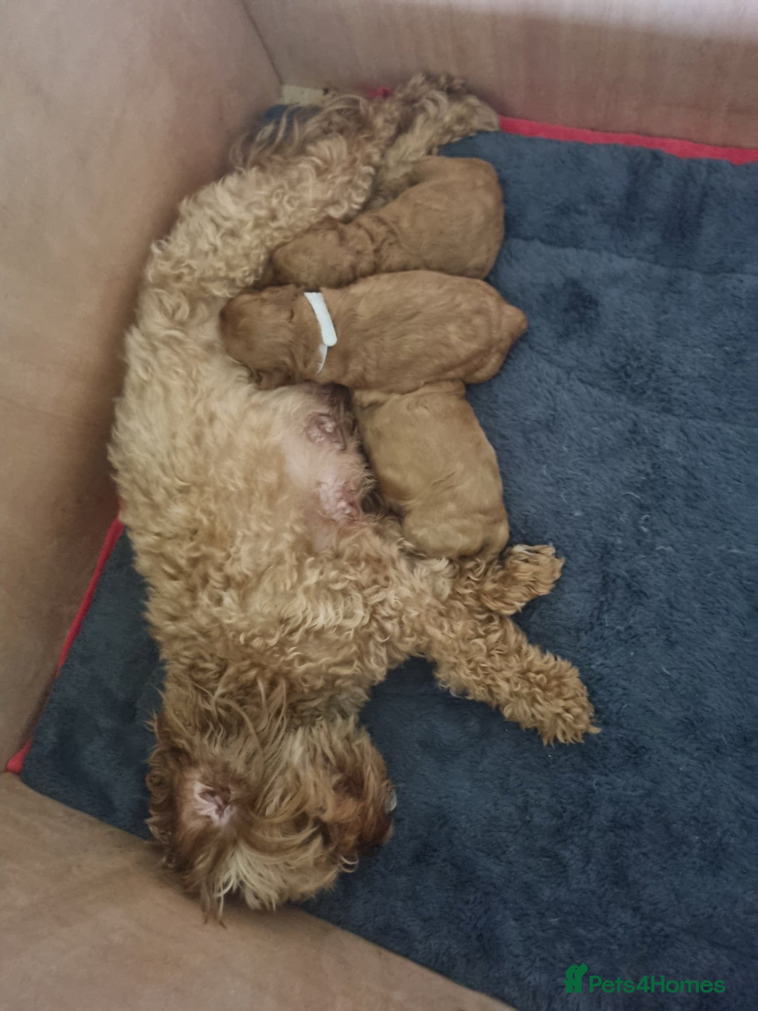 Cavapoo dogs Cavapoo F1b - Advert 2