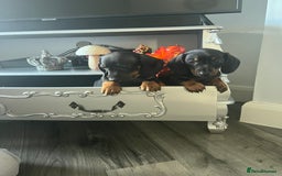 Dachshund dogs for sale: Dachshund pups - Image 5