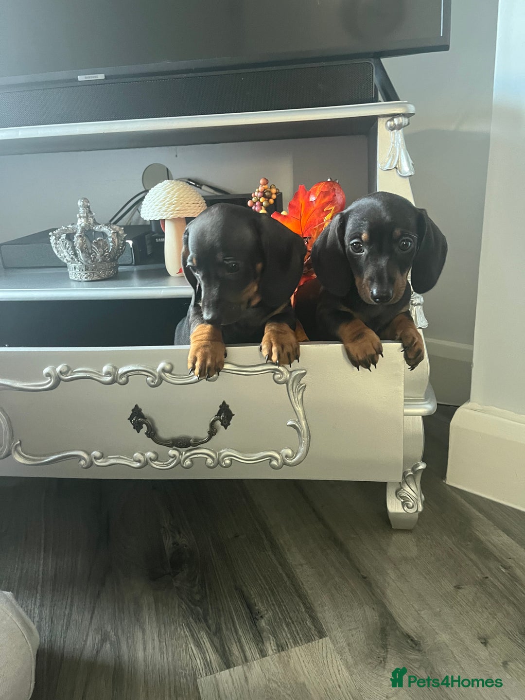 Dachshund dogs for sale: Dachshund pups - Image 5