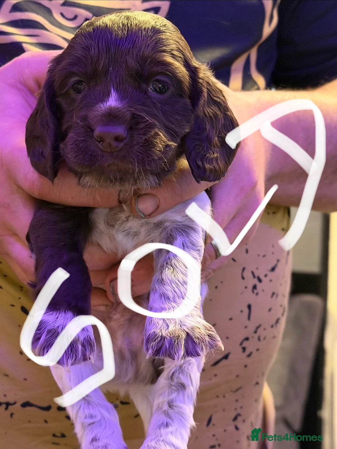 Mixed Breed dogs for sale: Sprocker puppies  - Advert 9