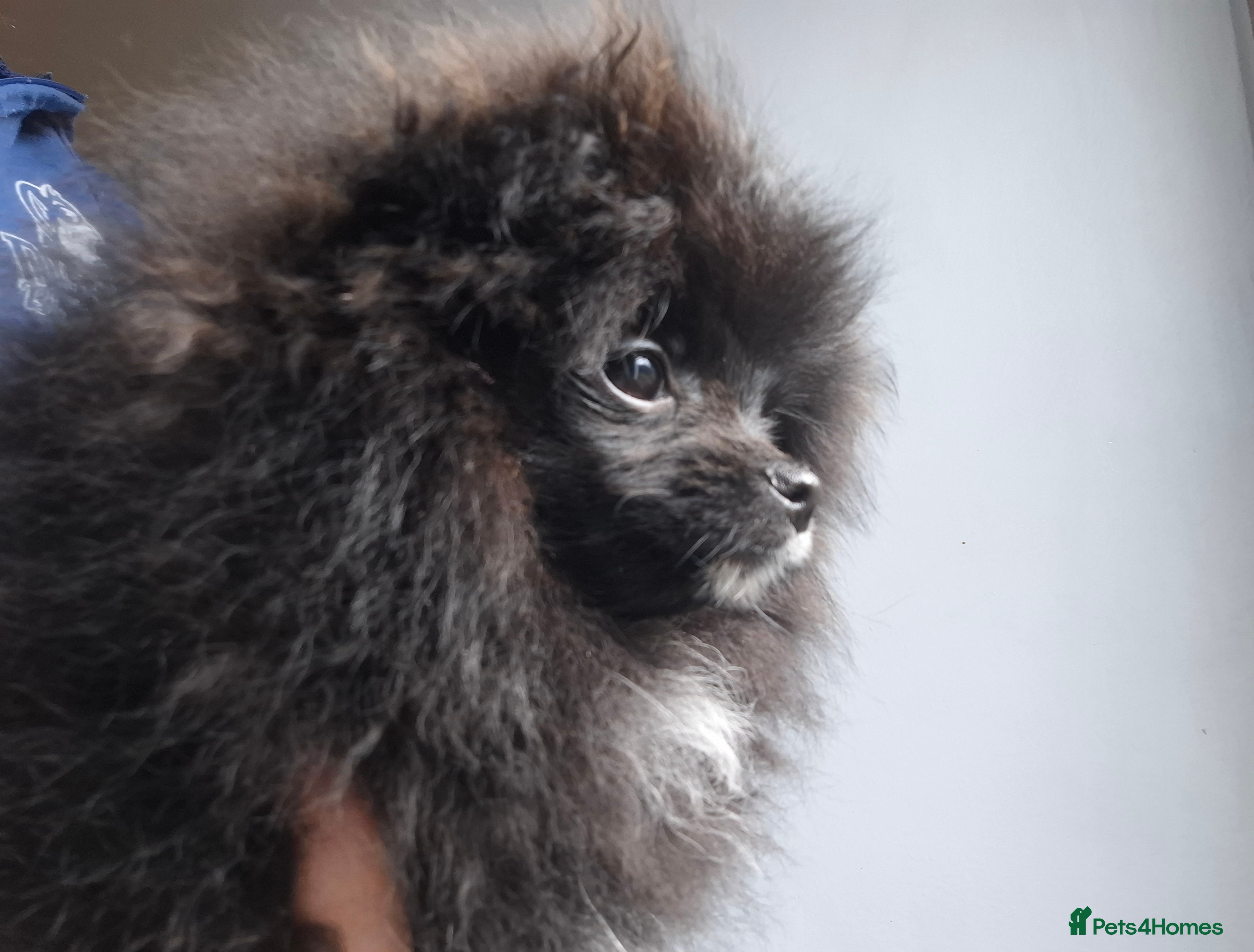 Pomeranian dogs Ready to travel to new home 🏡 pomeranian puppies  - Advert 7
