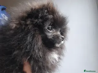 Pomeranian dogs Ready to travel to new home 🏡 pomeranian puppies - Advert 7