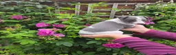 Whippet dogs for sale: KC Whippet Puppies - Advert 9