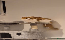 Mixed Breed cats for sale: Beautiful cats need new home! - Image 9
